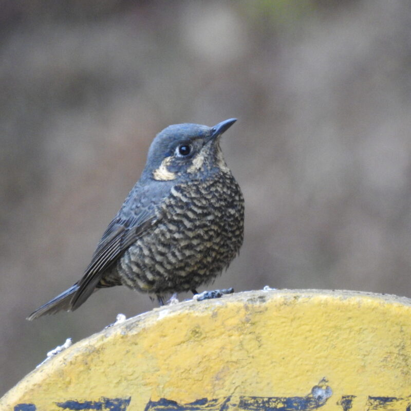 Chestnut-bellied Rock-Thrush