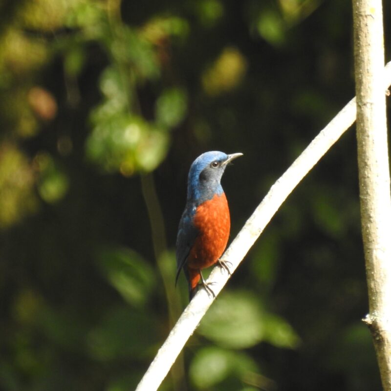 Chestnut-bellied Rock-Thrush