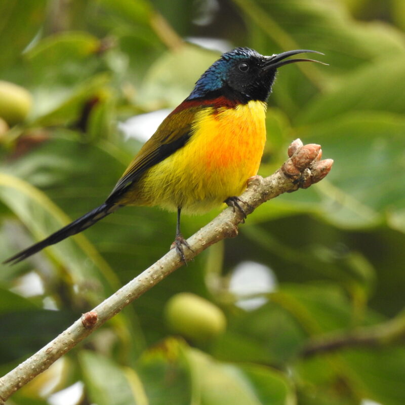 Green-tailed Sunbird