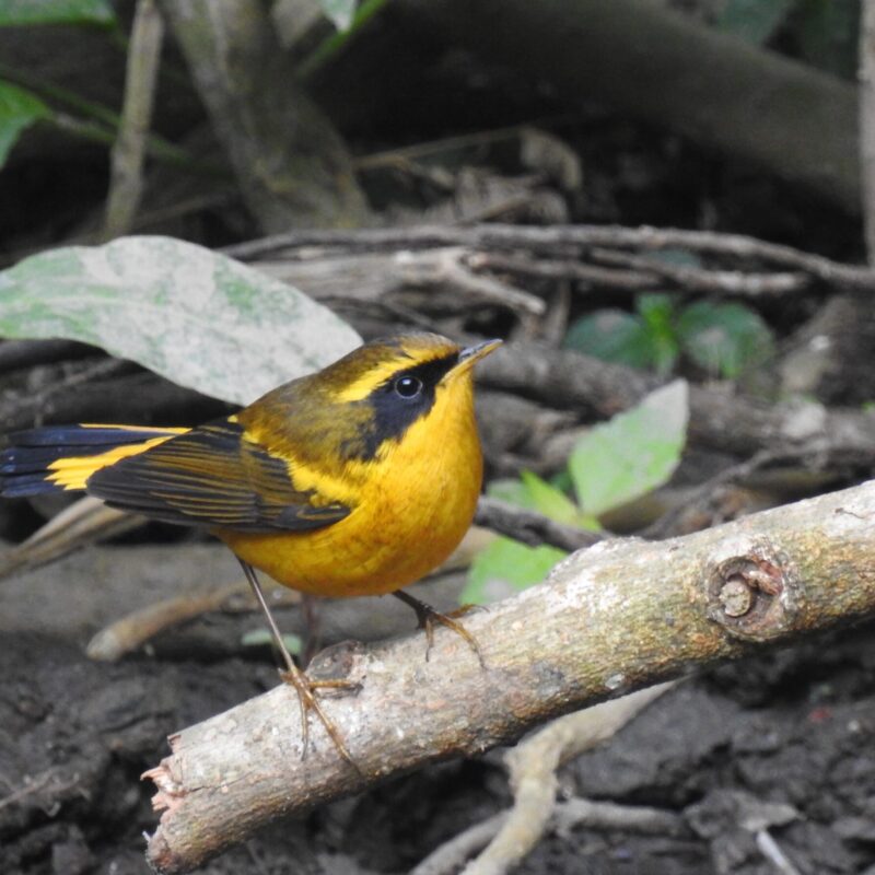 Golden Bush-Robin