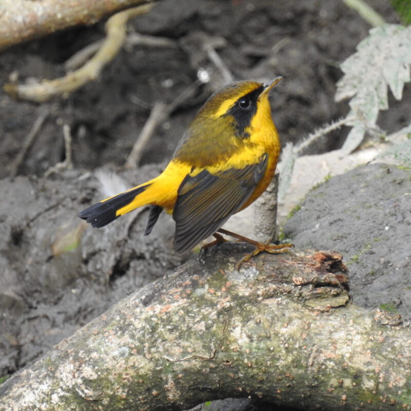 Golden Bush-Robin