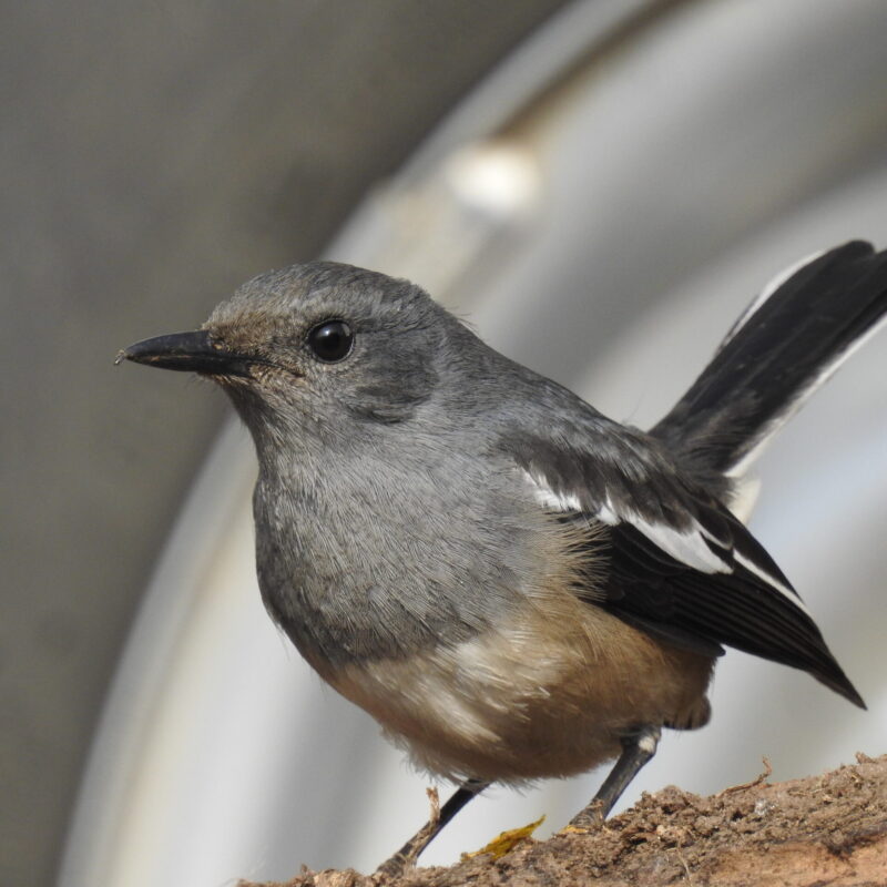 Oriental Magpie-Robin