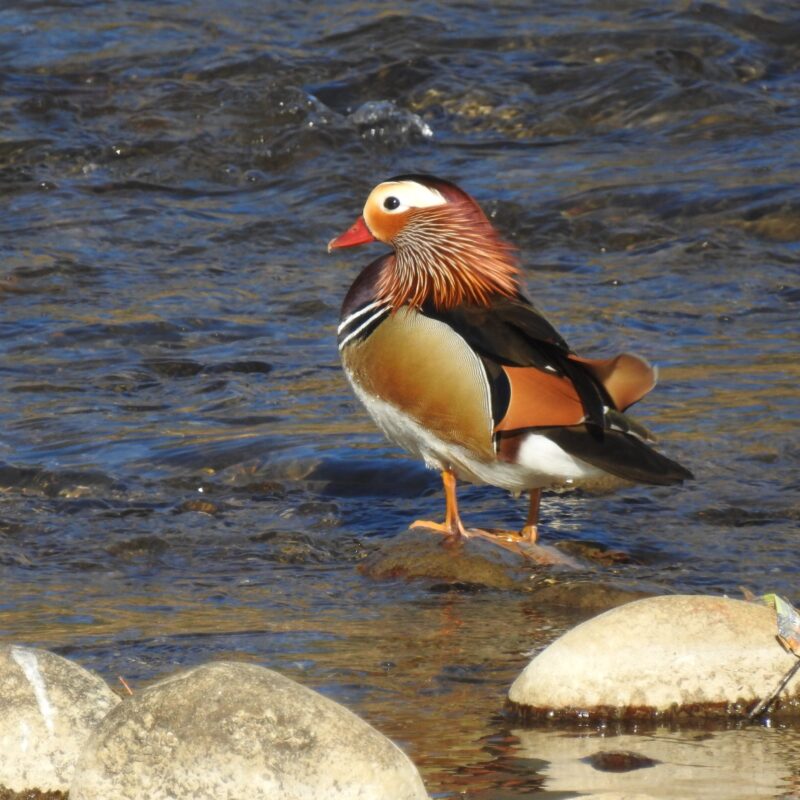 Mandarin Duck