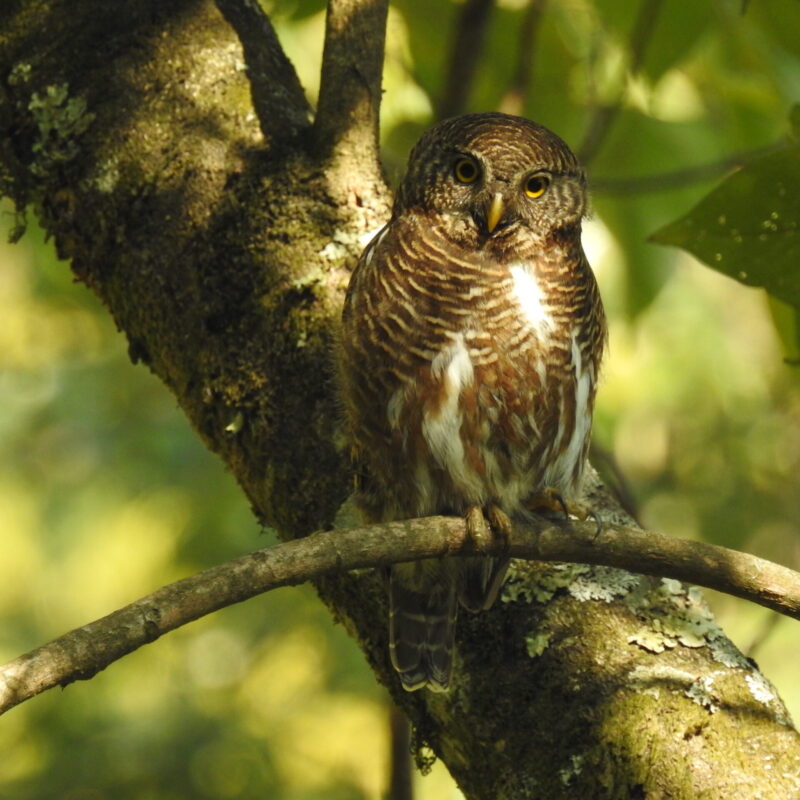 Asian Barred Owlet