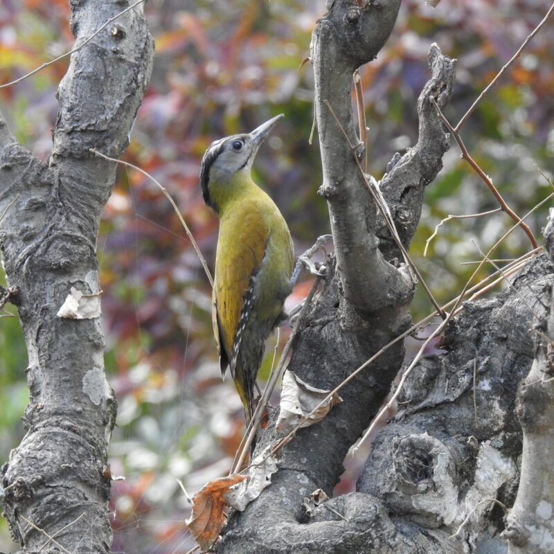 Grey-headed Woodpecker