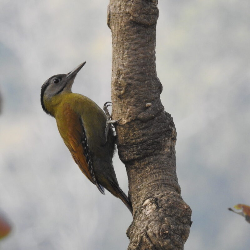 Grey-headed Woodpecker