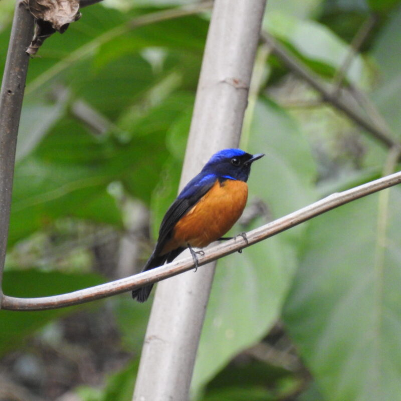 Rufous-bellied Niltava