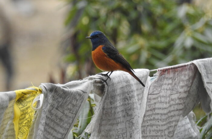 Bhutan Birdwatching Expedition: A 19-Day Avian Adventure