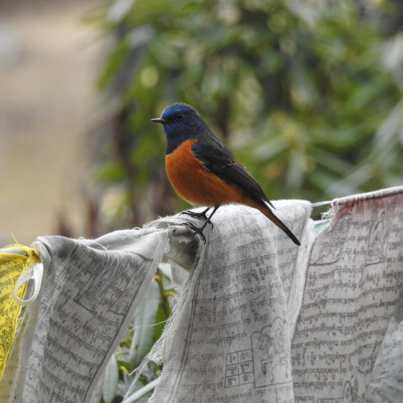 Blue-fronted Redstart