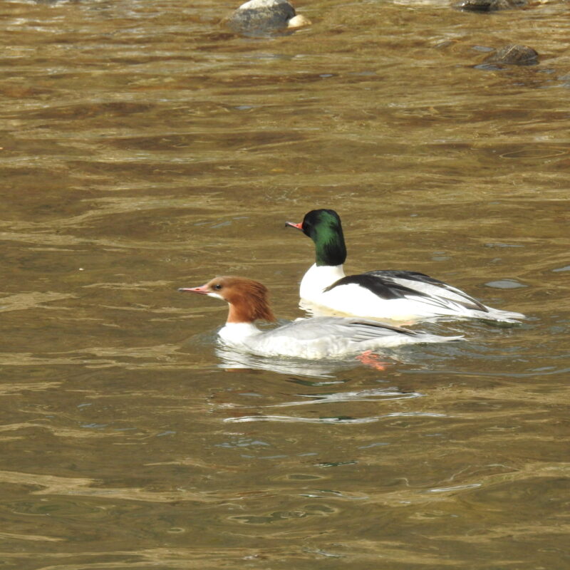 Common Merganser