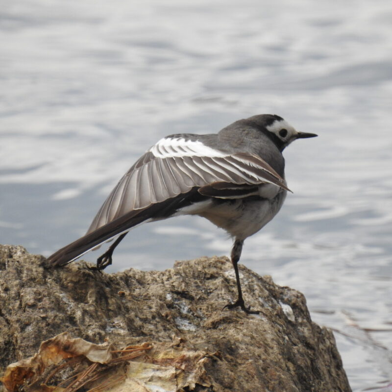 White Wagtail