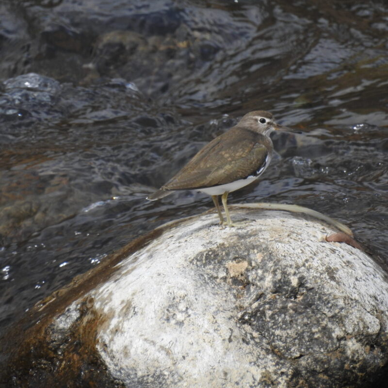 Green Sandpiper