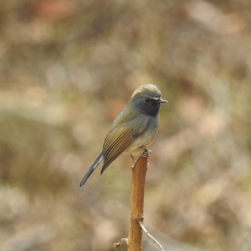 Rufous-gorgeted Flycatcher