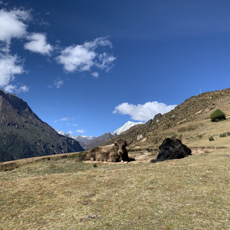 Yak