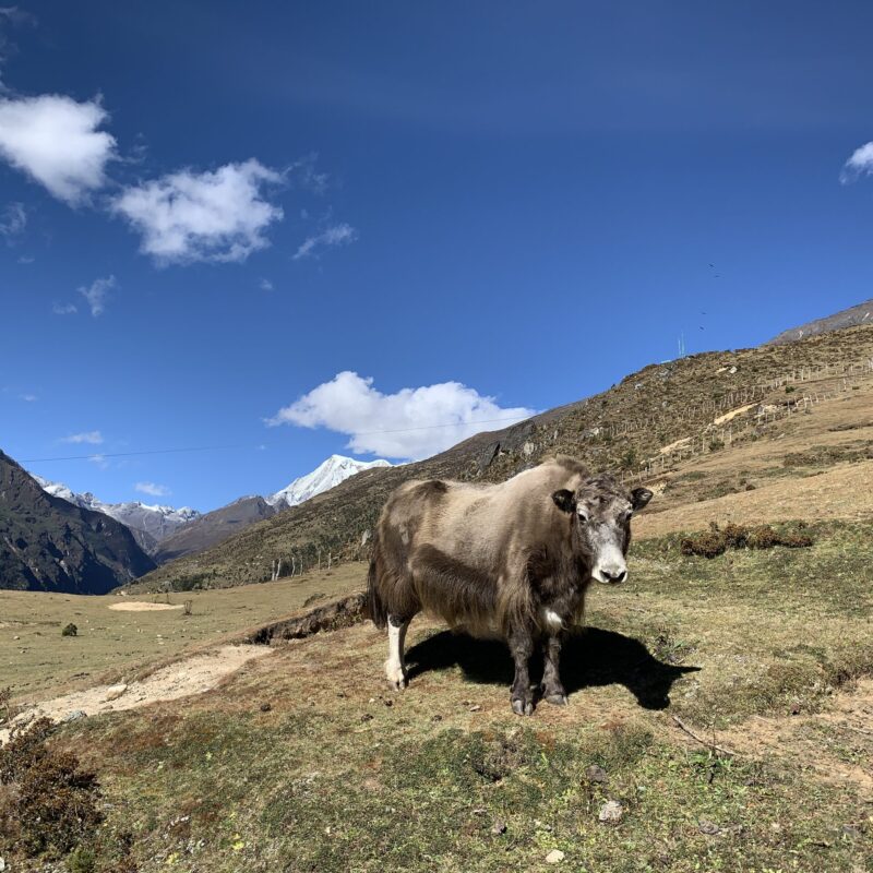 Yak