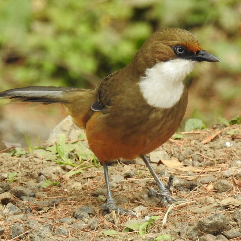 White-throated Laughingthrush