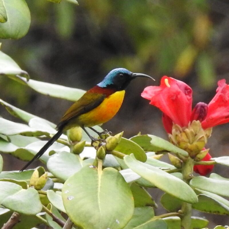 Green-tailed Sunbird